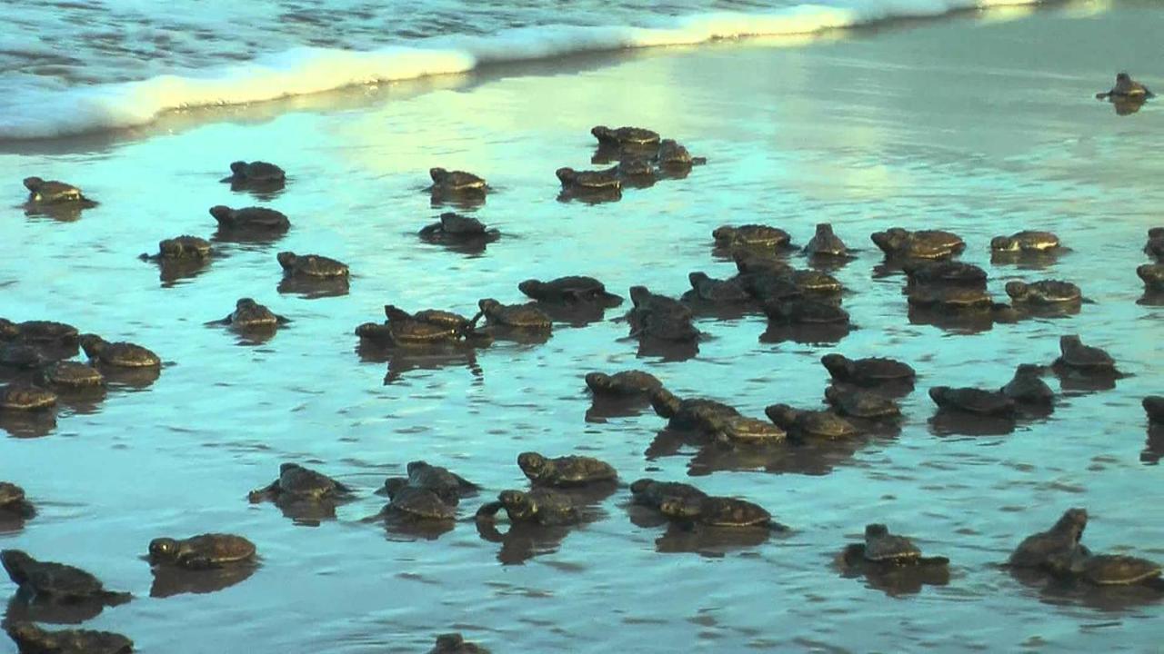 Praia Do Forte Apt. Экстерьер фото